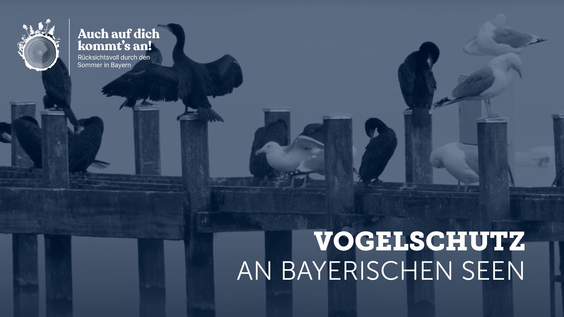 Video: Vogelschutz an den Bayerischen Seen